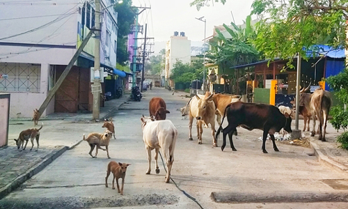மாடு, நாய் தொல்லை மாடு, நாய் தொல்லை