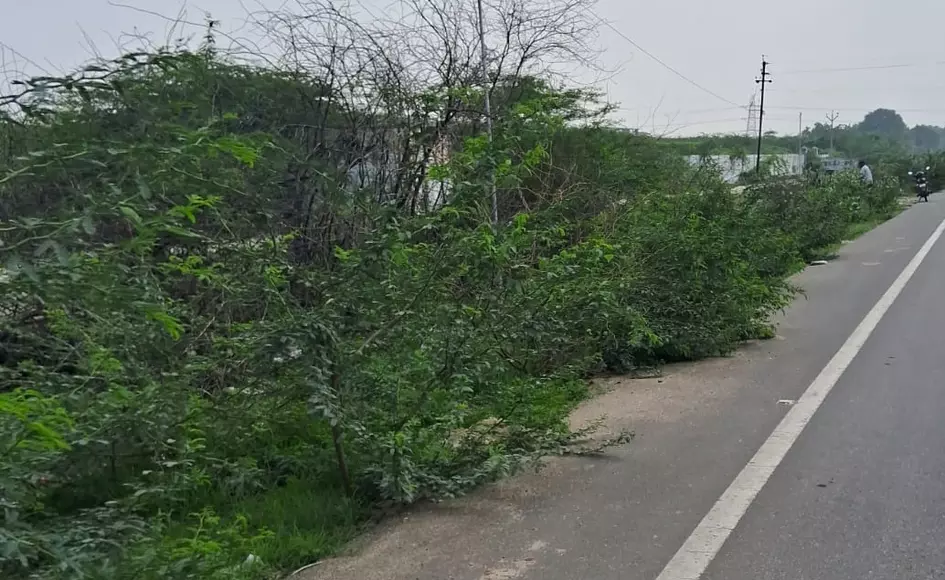 சாலையை ஆக்கிரமித்த முட்செடிகள் சாலையை ஆக்கிரமித்த முட்செடிகள்