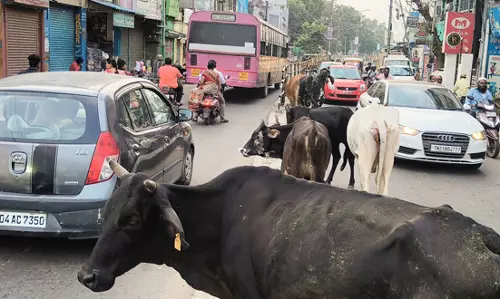 போக்குவரத்துக்கு இடையூறாக மாடுகள் போக்குவரத்துக்கு இடையூறாக மாடுகள்