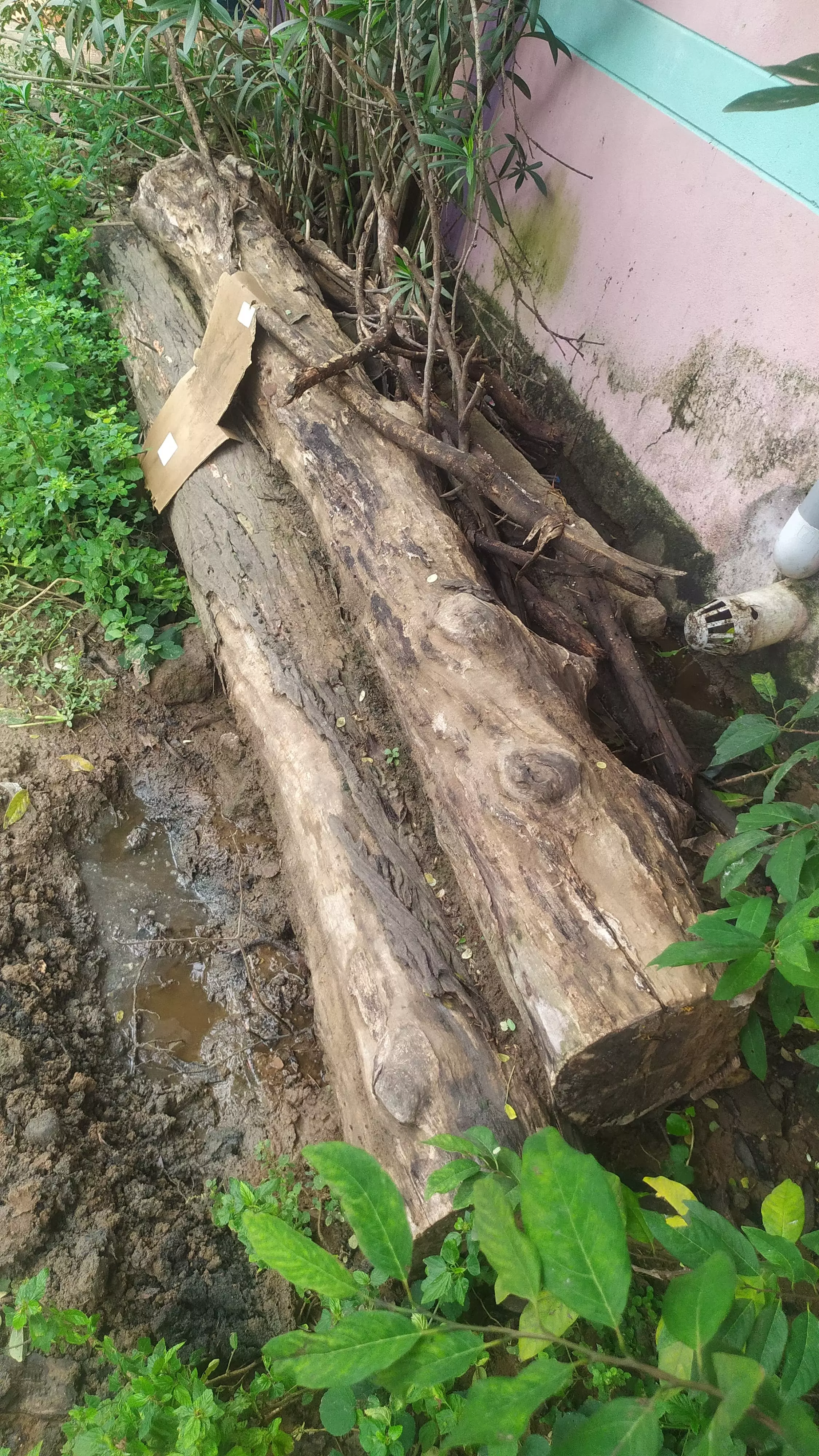 கொசு உற்பத்தி அதிகரிப்பு