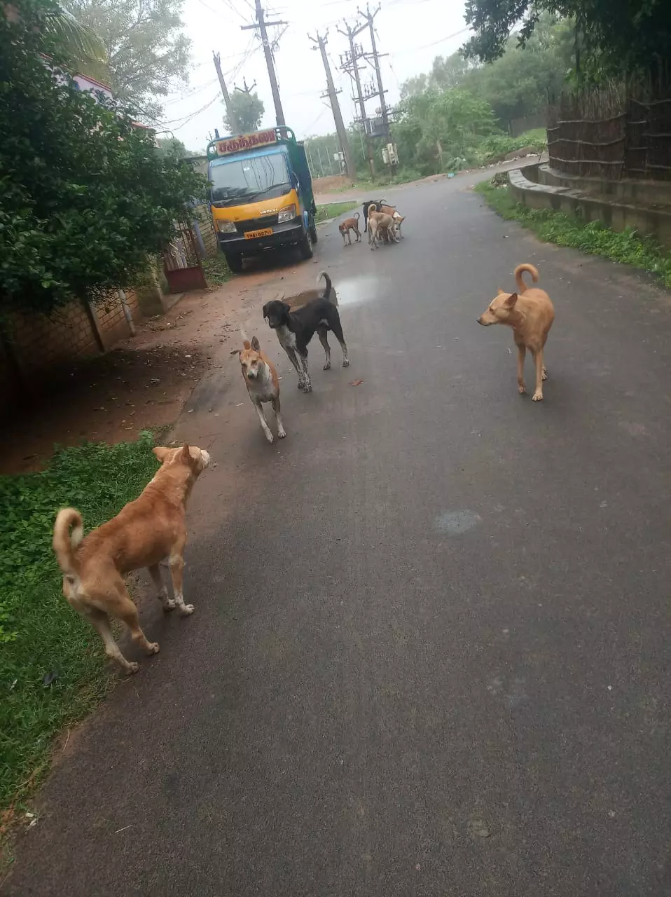 தெரு நாய்கள் தொல்லை தெரு நாய்கள் தொல்லை