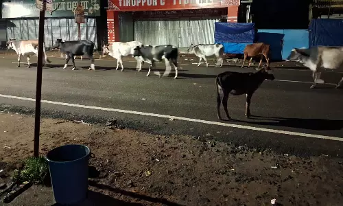 சாலையில் சுற்றித்திரியும் மாடுகள்