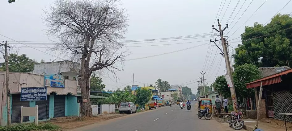 பட்டுப்போன மரங்கள்