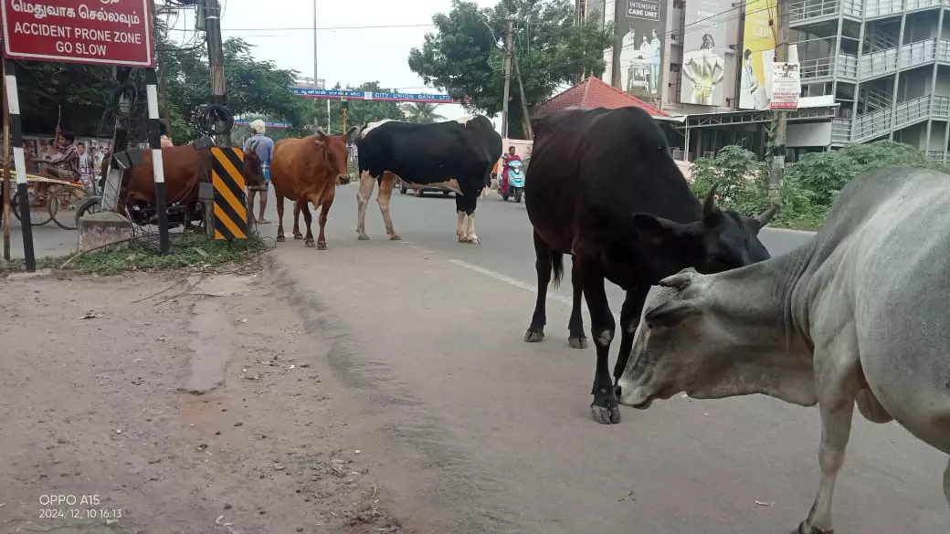 பஸ் நிலையத்துக்குள் உலா வரும் கால்நடைகள் பஸ் நிலையத்துக்குள் உலா வரும் கால்நடைகள்