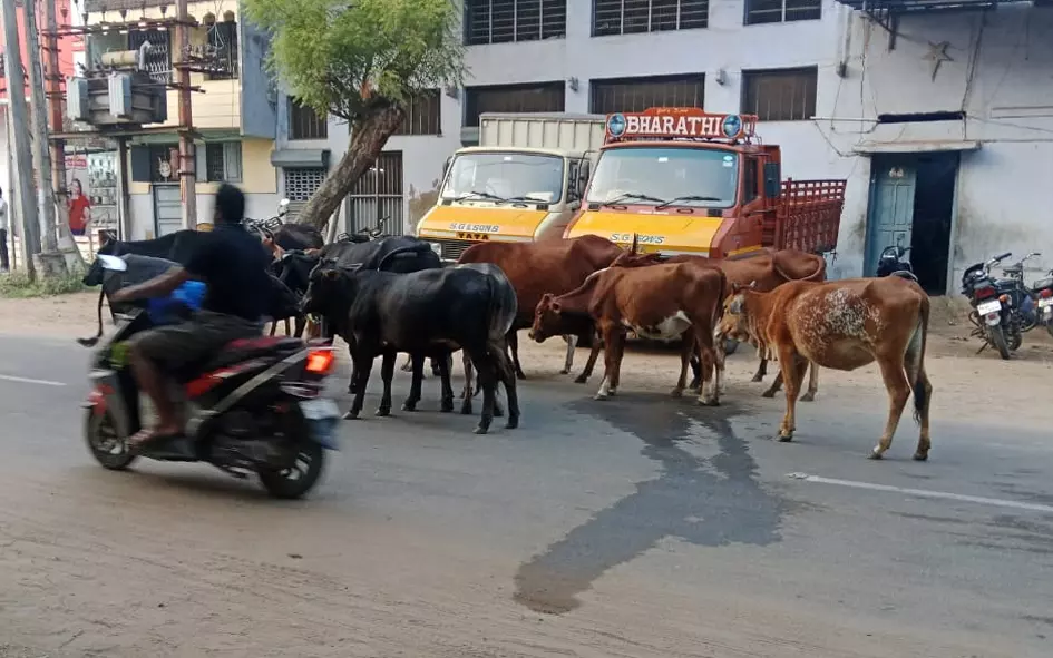 மாடுகள் தொல்லை