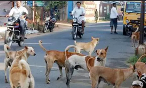 தெருநாய்கள் தொல்லை தெருநாய்கள் தொல்லை