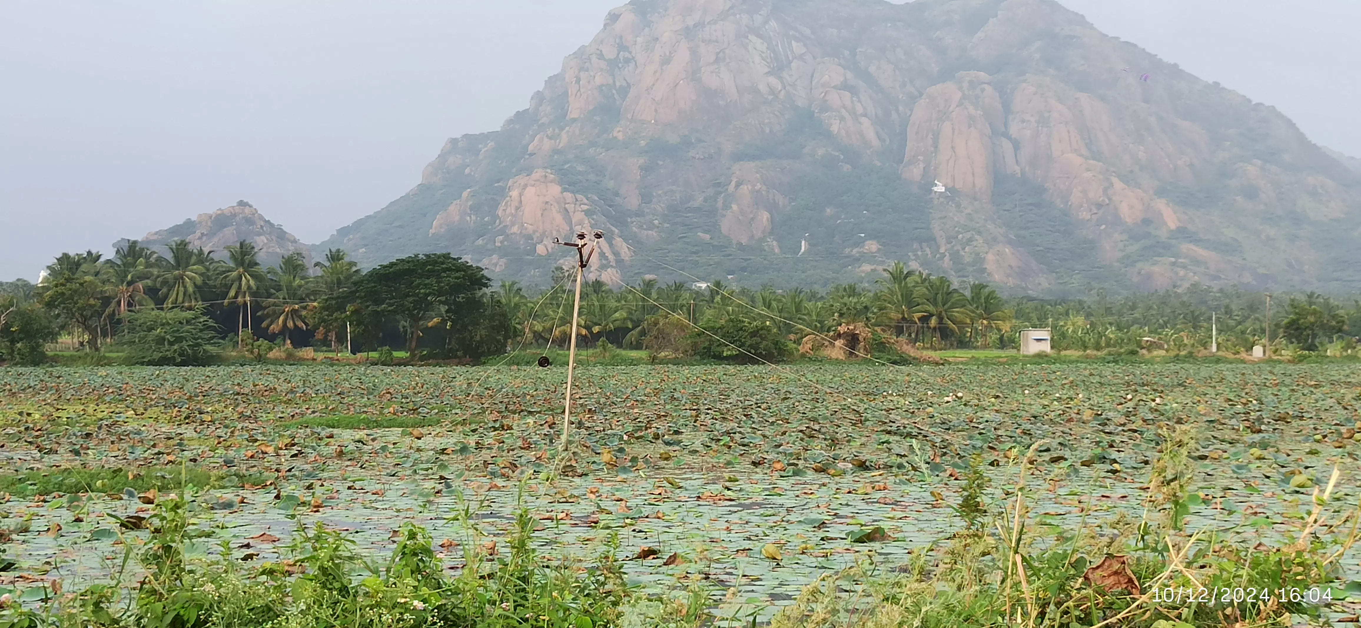 குளம் தூர்வாரப்படுமா?