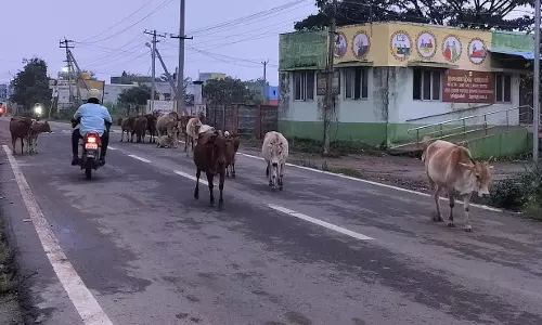 மாடுகளால் தொல்லை