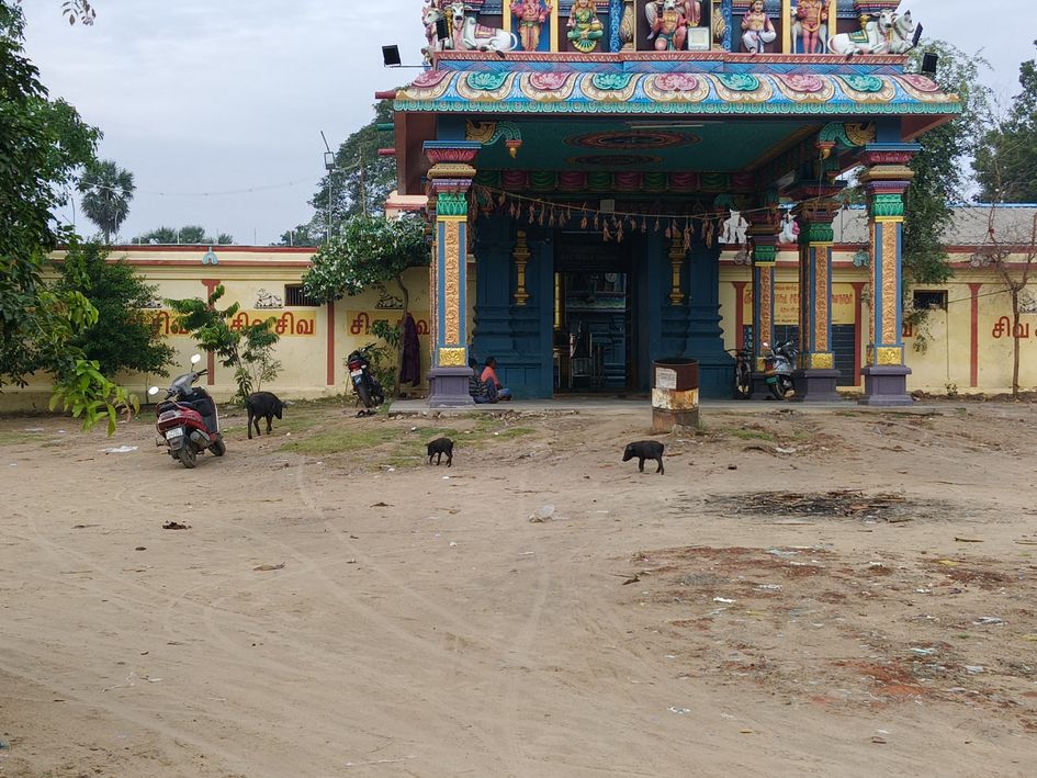 பன்றிகள் தொல்லை பன்றிகள் தொல்லை