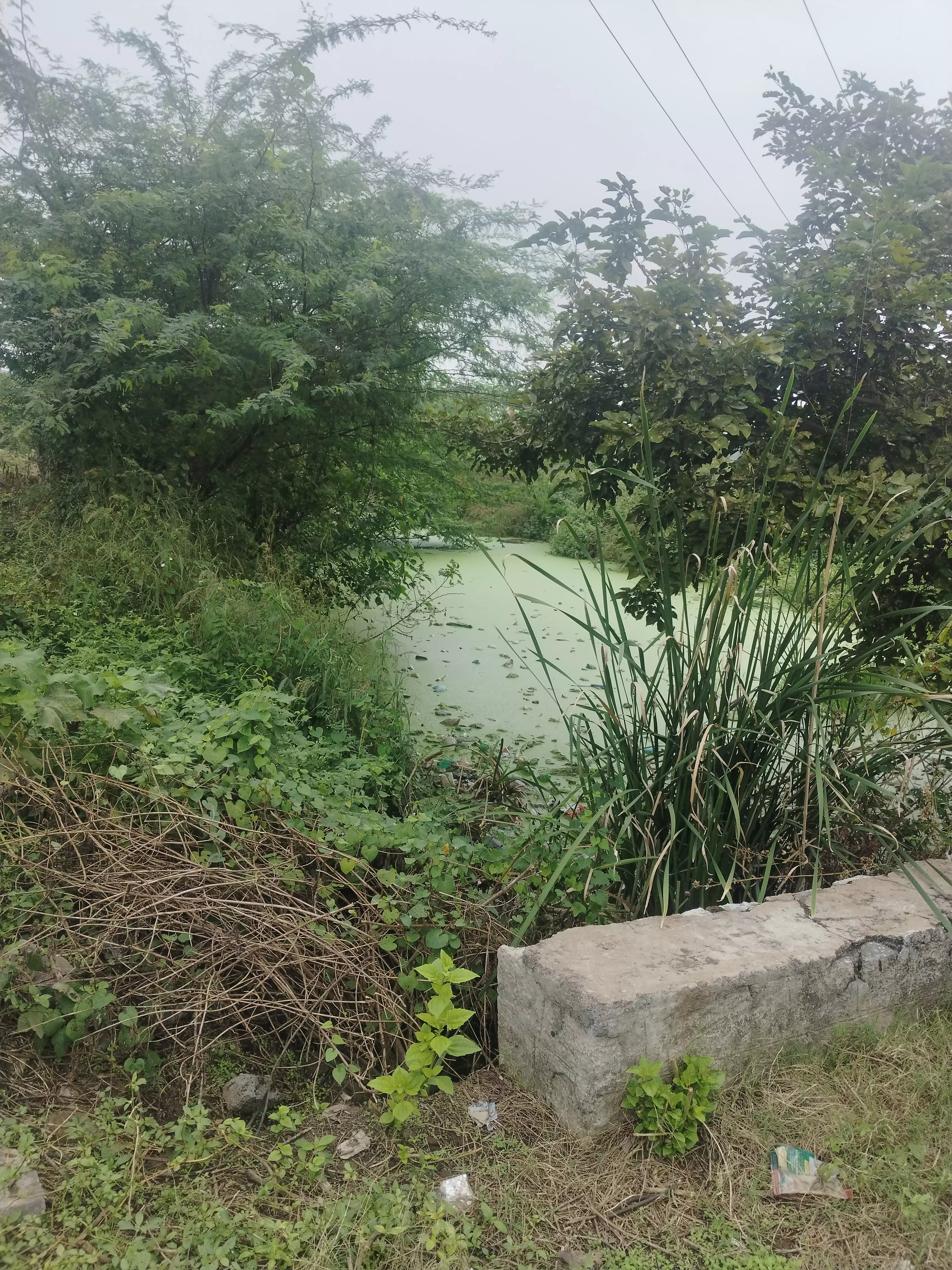 ஏரியை ஆக்கிரமித்த செடி, கொடிகள்