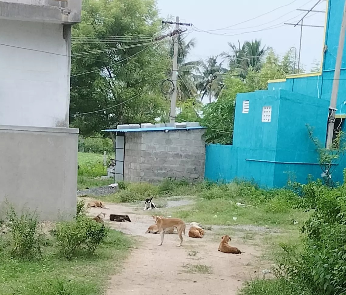 நாய்கள் தொல்லை