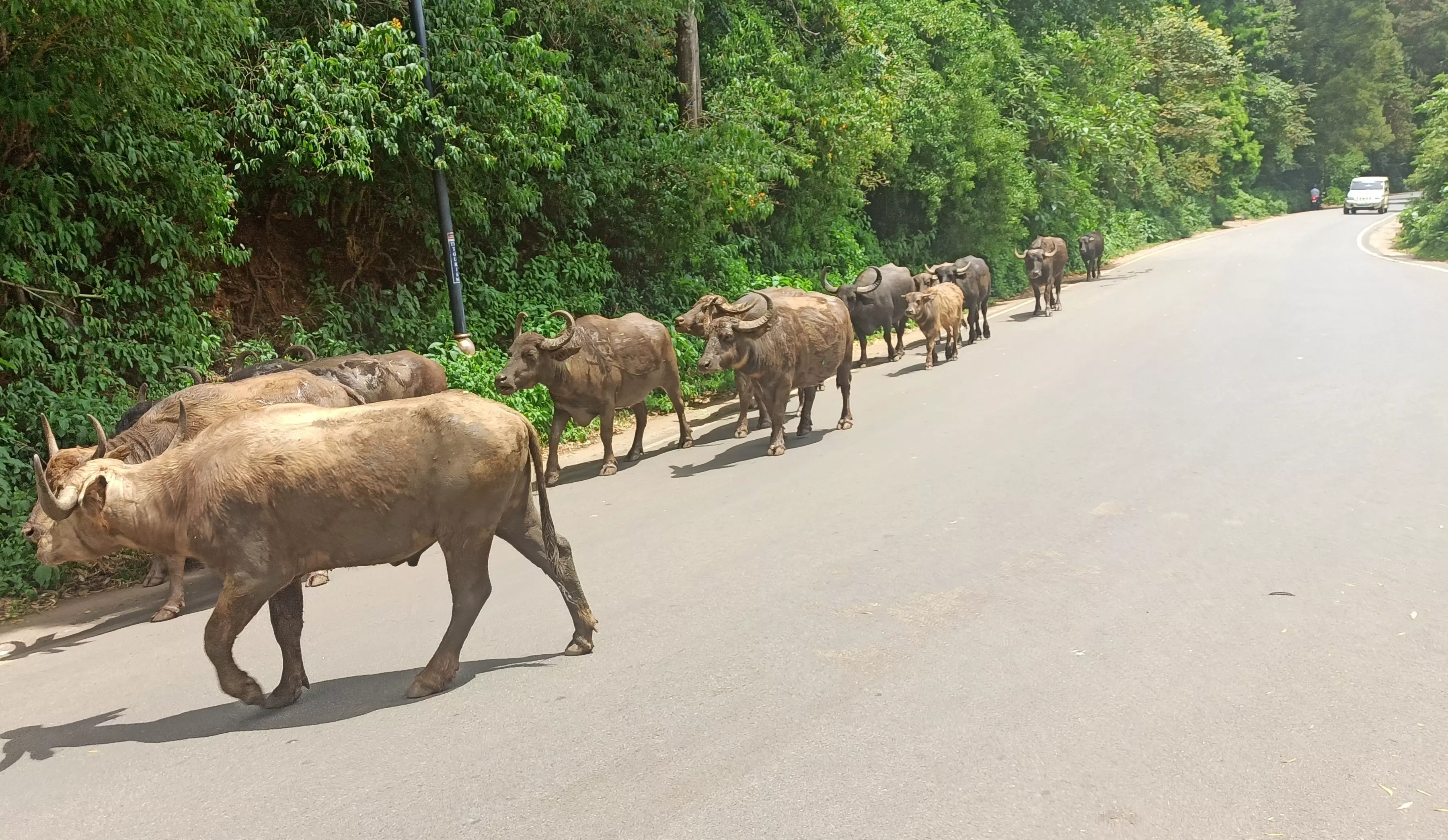 போக்குவரத்து நெரிசல்