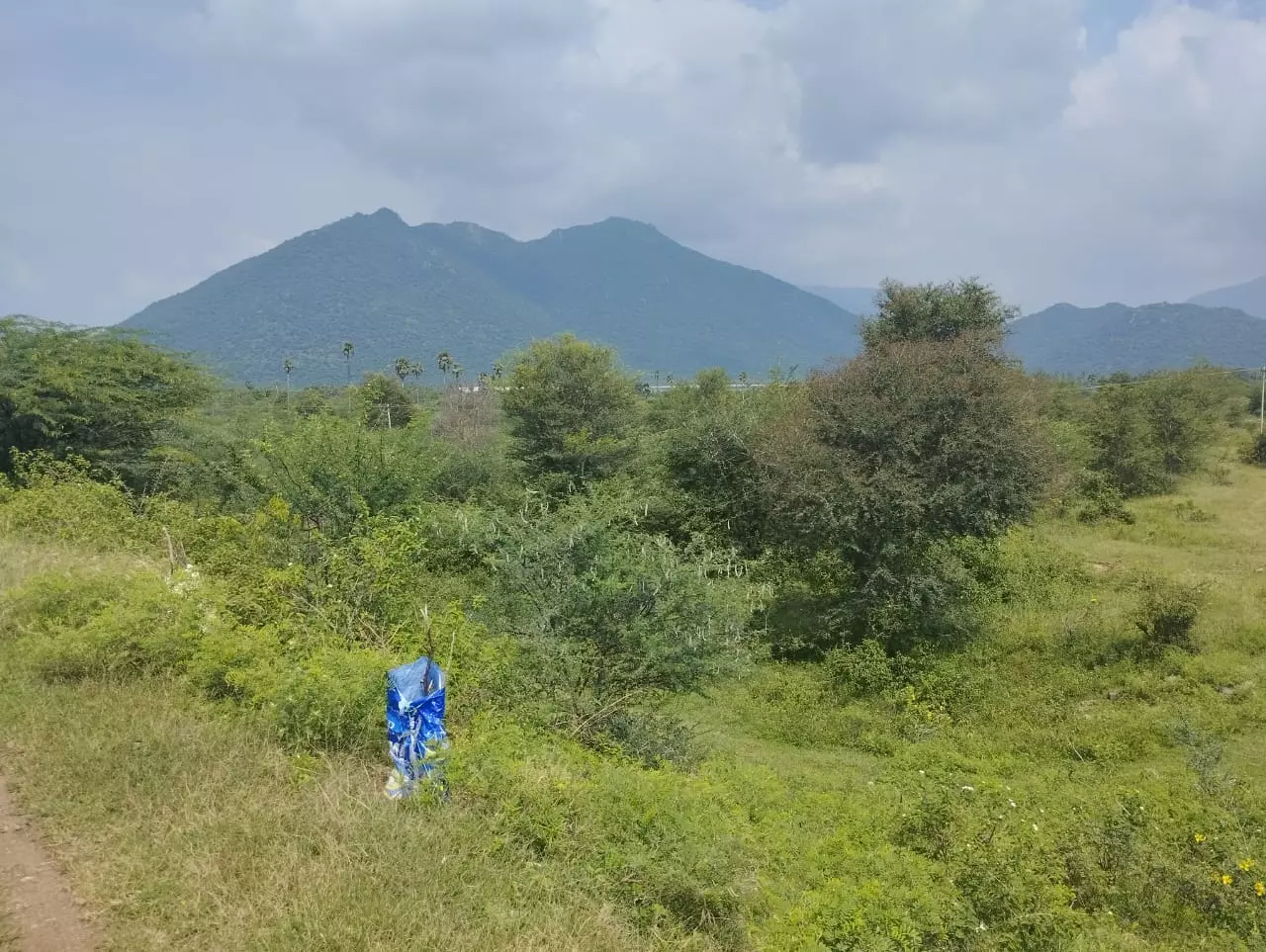தூர்வாரப்படாத ஏரி தூர்வாரப்படாத ஏரி
