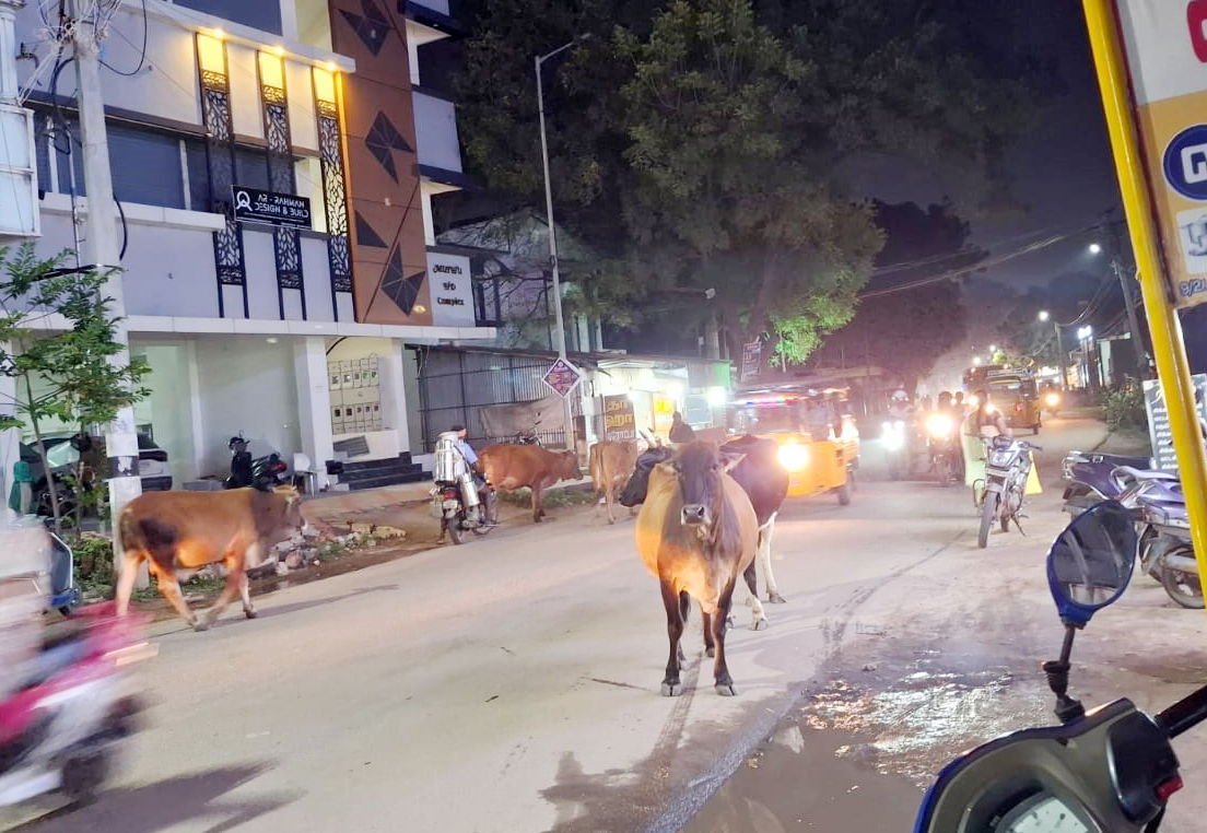 மாடுகள் தொல்லை மாடுகள் தொல்லை