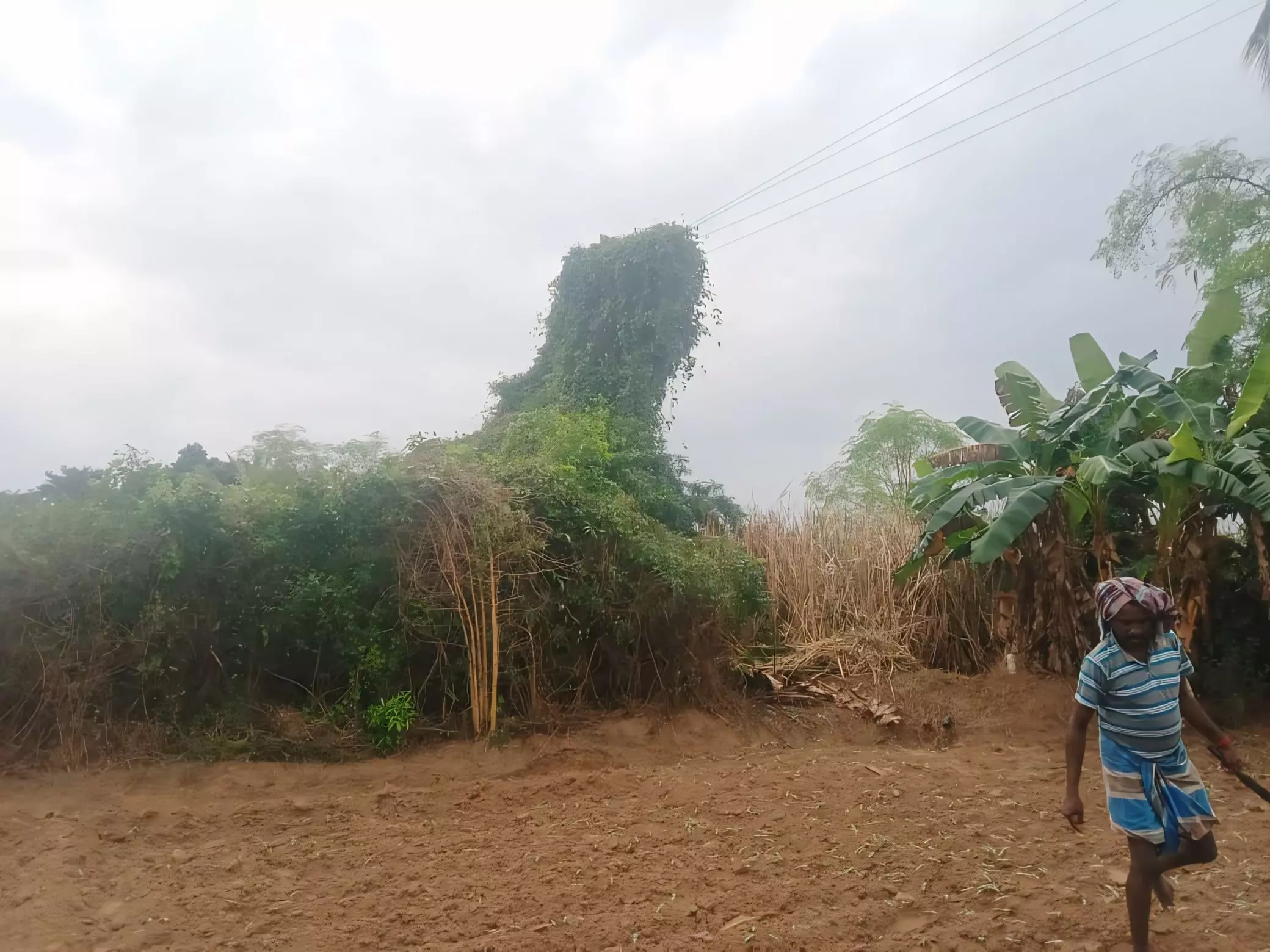 மின் கம்பத்தில் படர்ந்துள்ள செடி-கொடிகள்