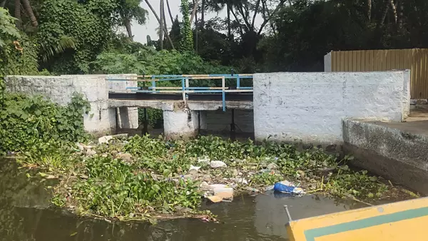 ஆகாய தாமரைகள் அகற்றப்படுமா? ஆகாய தாமரைகள் அகற்றப்படுமா?