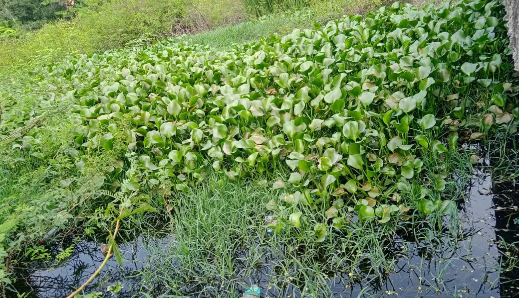 ஆகாயத்தாமரைகள் அகற்றப்படுமா? ஆகாயத்தாமரைகள் அகற்றப்படுமா?