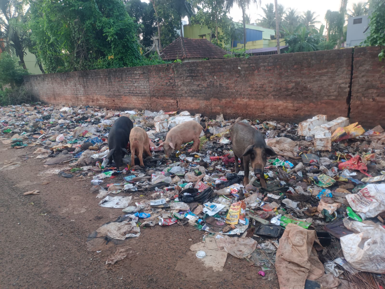 குப்பைகள் அகற்றப்படுமா?