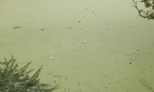 தேங்கும் கழிவுநீர் தேங்கும் கழிவுநீர்