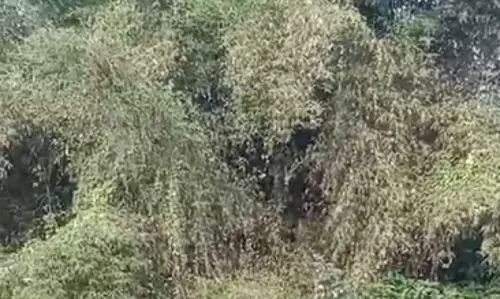 புதர்களை அகற்ற வேண்டும் புதர்களை அகற்ற வேண்டும்