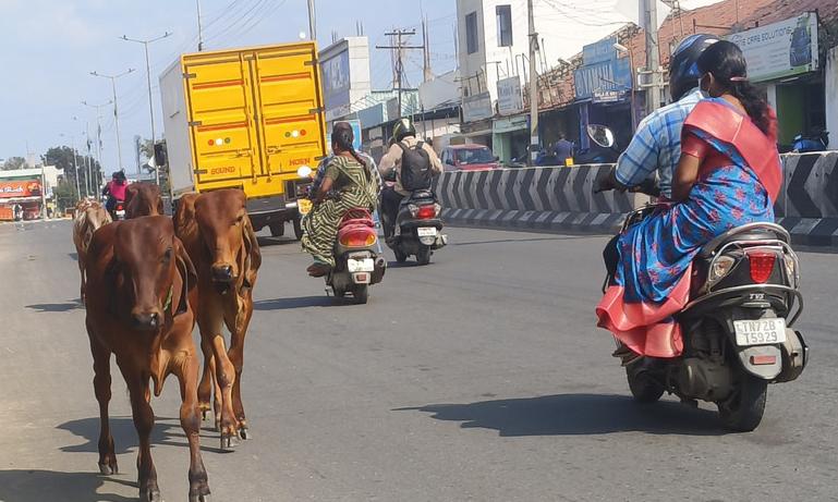 நகர்வலம் வரும் மாடுகளால் வாகன ஓட்டிகள் அவதி நகர்வலம் வரும் மாடுகளால் வாகன ஓட்டிகள் அவதி