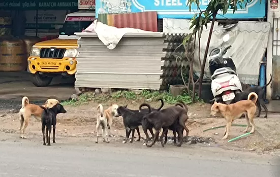 நாய் தொல்லை நாய் தொல்லை