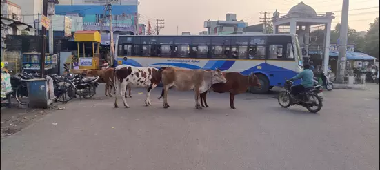 மாடுகள் தொல்லை