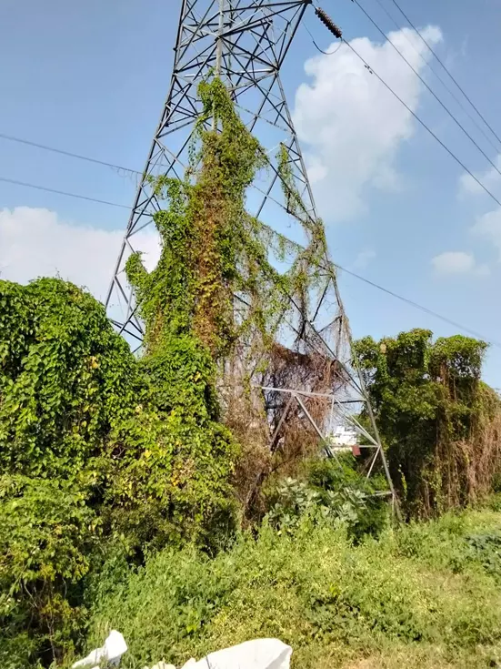 மின் கோபுரத்தில் படர்ந்த கொடிகள்
