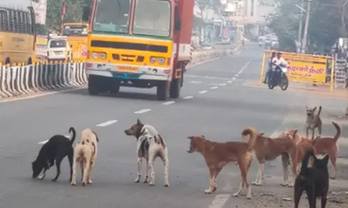 தெருநாய்கள் தொல்லை