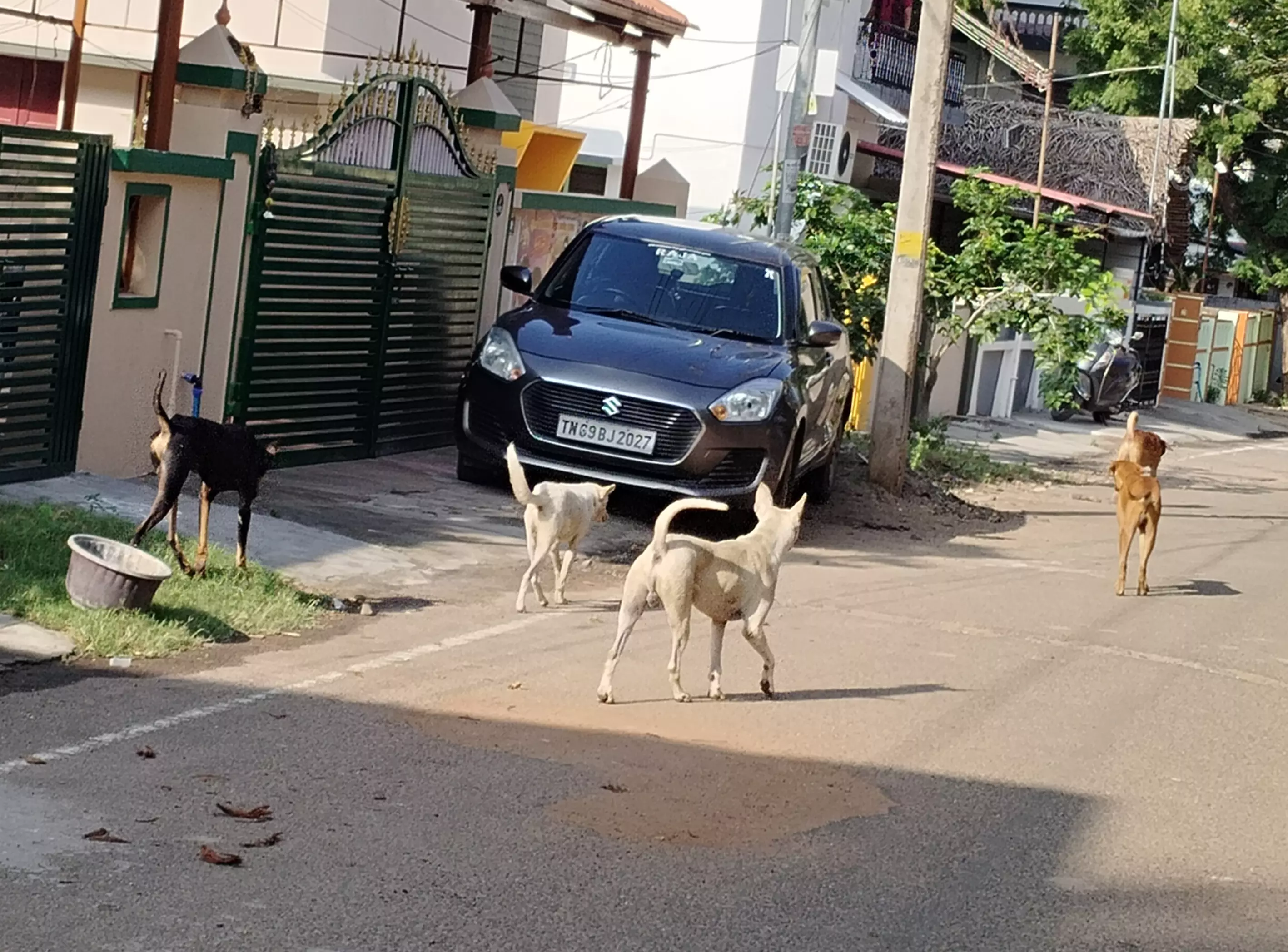 தெருநாய்கள் ெதால்லை