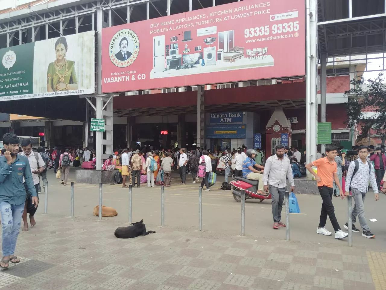 தெருநாய்கள் தொல்லை தெருநாய்கள் தொல்லை