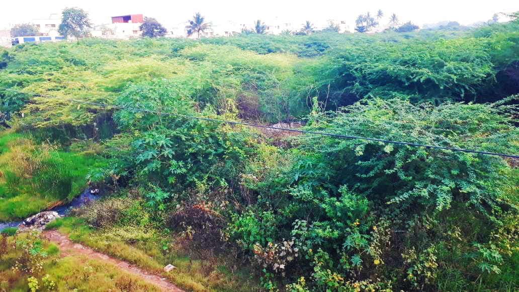 ஆற்றில் வளர்ந்துள்ள கருவேல மரங்கள் ஆற்றில் வளர்ந்துள்ள கருவேல மரங்கள்