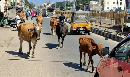 மாடுகளால் இடையூறு மாடுகளால் இடையூறு