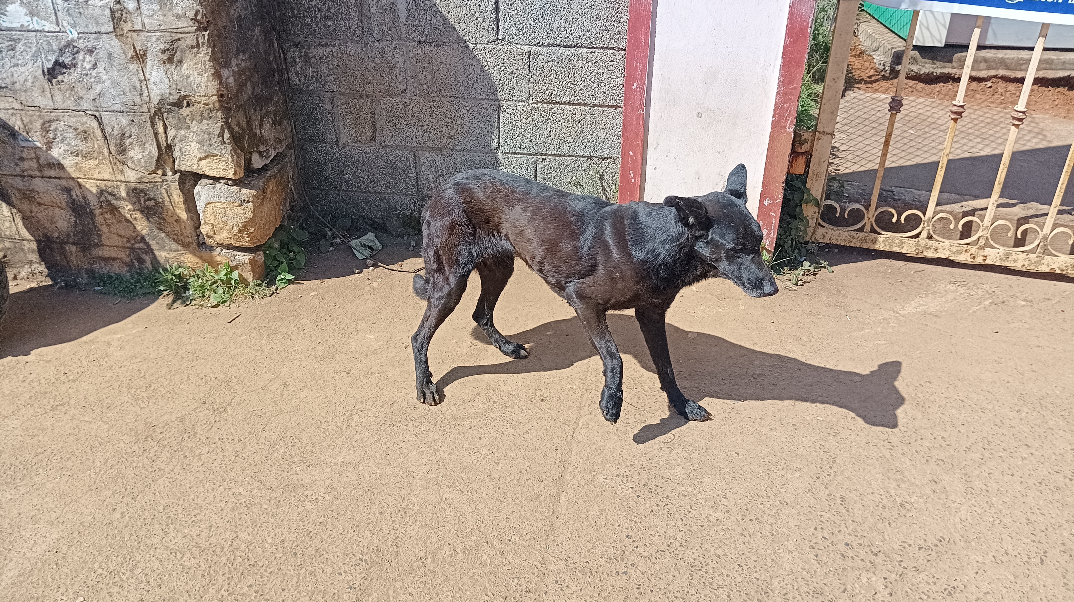 சுருக்கு கம்பிகளில் சிக்கும் நாய்கள் சுருக்கு கம்பிகளில் சிக்கும் நாய்கள்