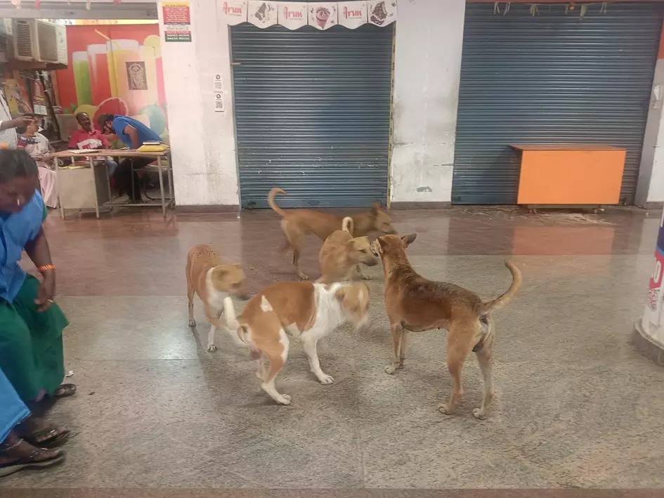 தெருநாய்கள் தொல்லை தெருநாய்கள் தொல்லை