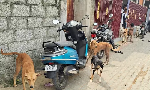 தெருநாய்கள் தொல்லை தெருநாய்கள் தொல்லை