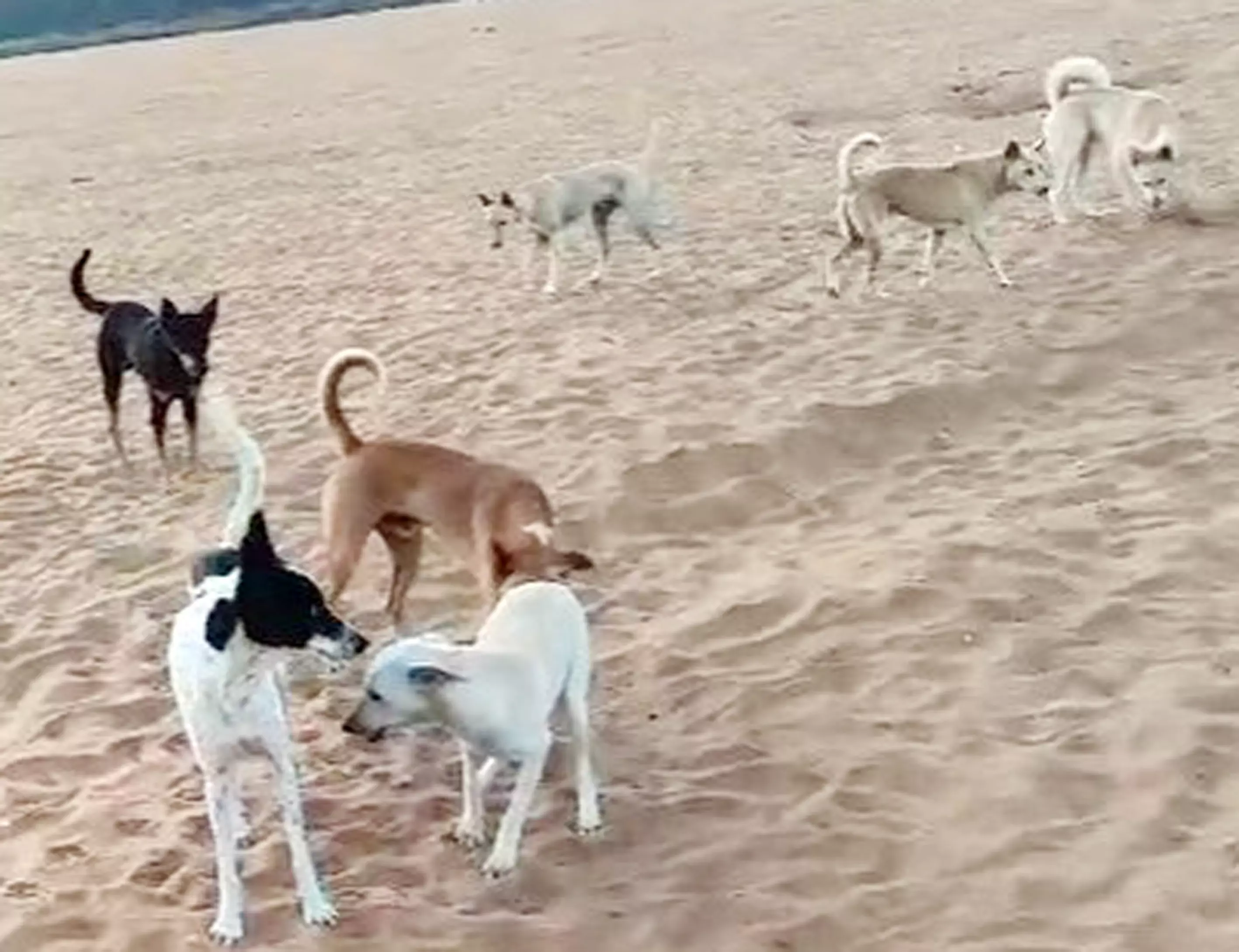 தெருநாய்கள் தொல்லை தெருநாய்கள் தொல்லை