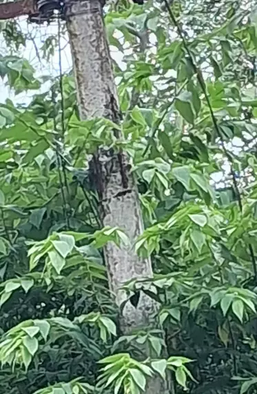 சேதமடைந்த மின் கம்பம் சேதமடைந்த மின் கம்பம்