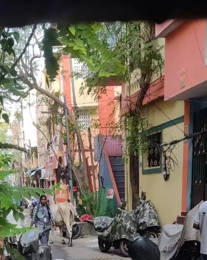 மாடுகளை பிடிக்க வேண்டும் மாடுகளை பிடிக்க வேண்டும்