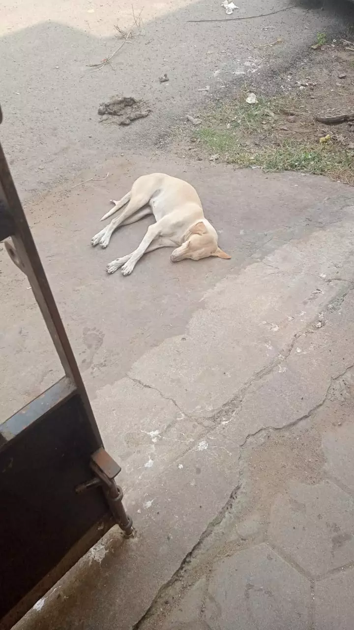 நாய்களால் தொல்லை