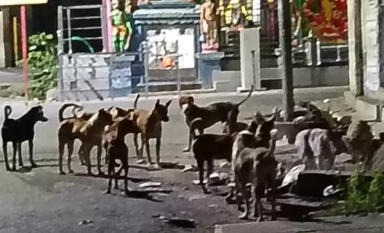 நாய்கள் தொல்லை நாய்கள் தொல்லை