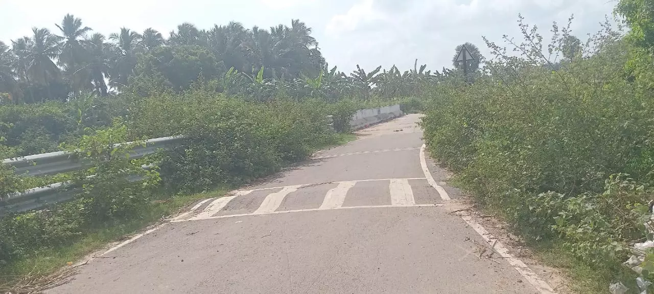 சாலையை ஆக்கிரமித்த புதர்செடிகள் சாலையை ஆக்கிரமித்த புதர்செடிகள்