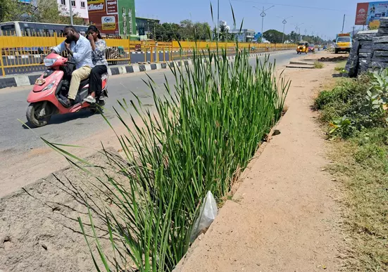 செடிகளால் கழிவுநீர் தேக்கம்