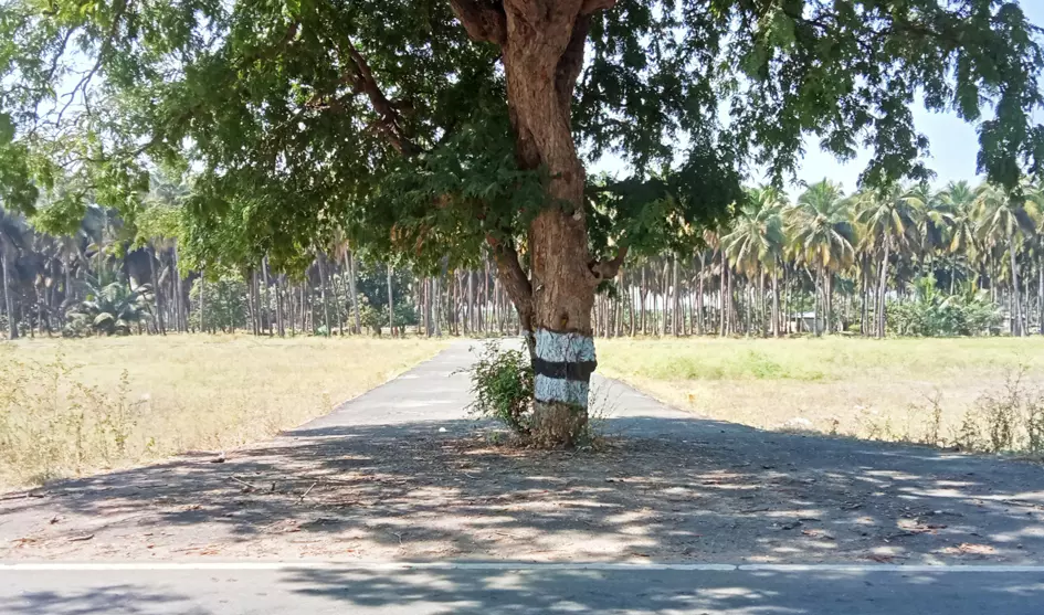 சாலையின் நடுவில் புளியமரம் சாலையின் நடுவில் புளியமரம்
