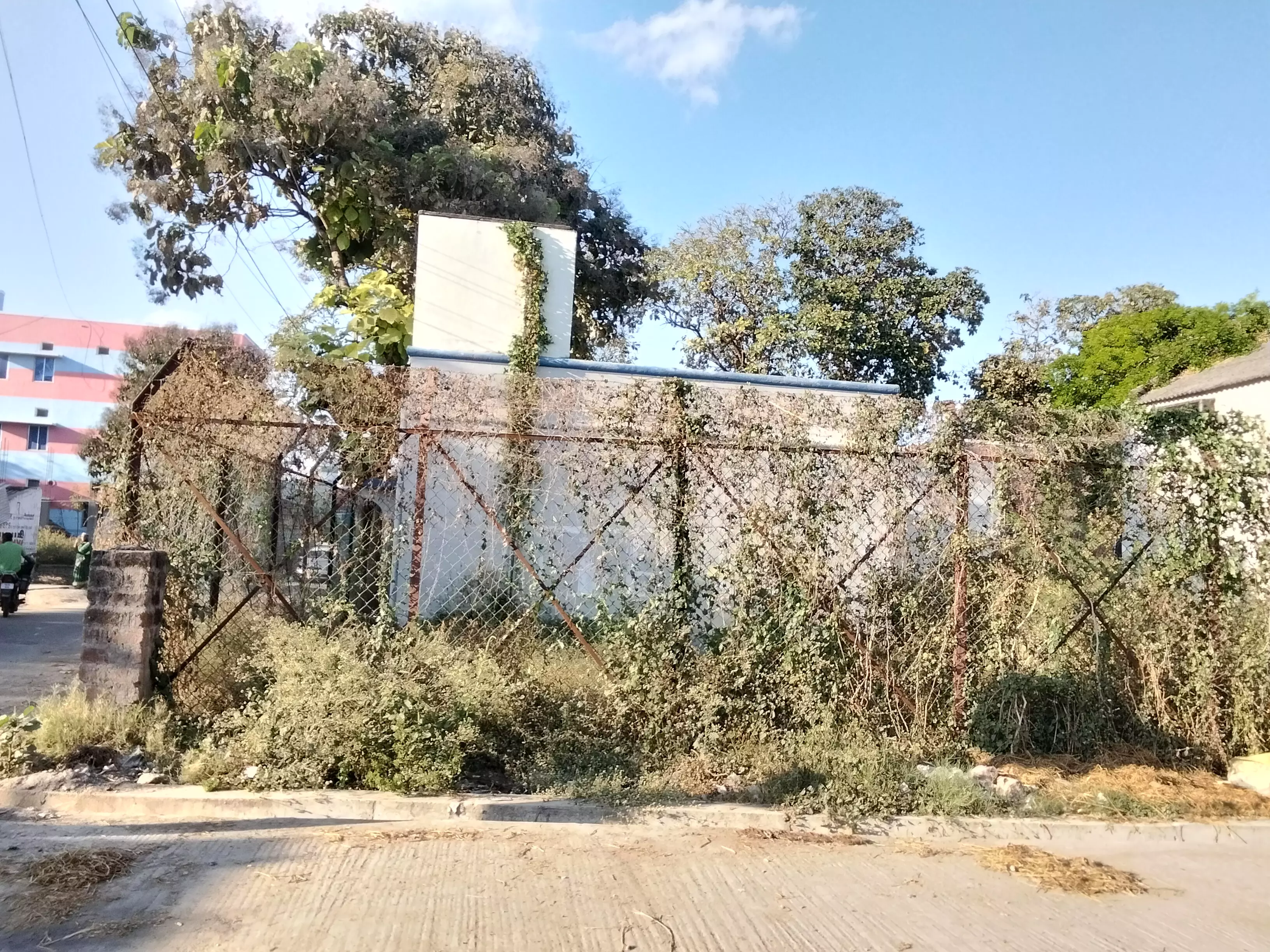 வேலியில் படர்ந்த கொடிகள்