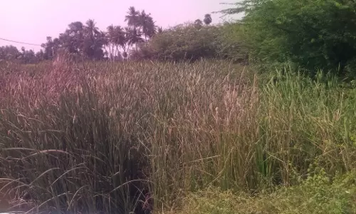 தூர்வாரப்படாத குளம் தூர்வாரப்படாத குளம்