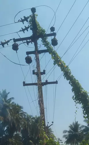 மின்கம்பத்தை சுற்றிய கொடிகள் மின்கம்பத்தை சுற்றிய கொடிகள்