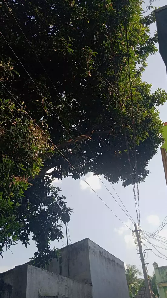 மின்கம்பிகள் மீது உரசும் மரக்கிளைகள் மின்கம்பிகள் மீது உரசும் மரக்கிளைகள்