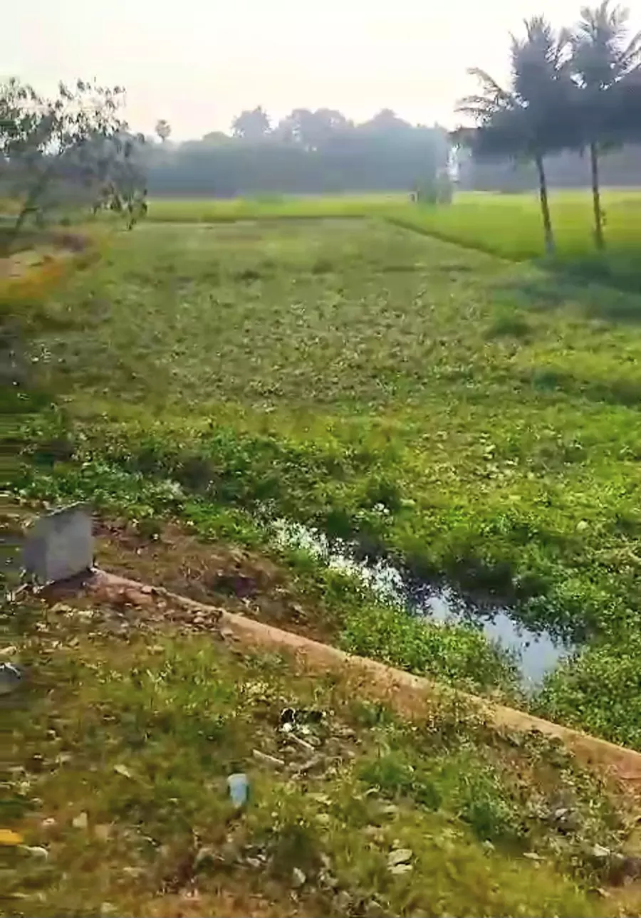 விளை நிலங்களுக்குள் பாயும் கழிவுநீர் விளை நிலங்களுக்குள் பாயும் கழிவுநீர்