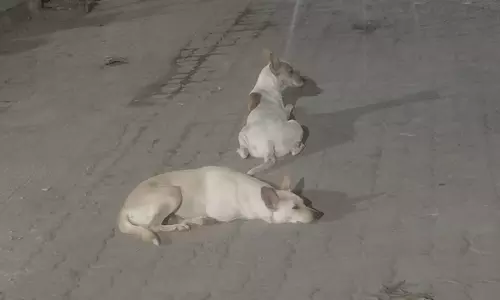 மாநகராட்சி அலட்சியம் மாநகராட்சி அலட்சியம்